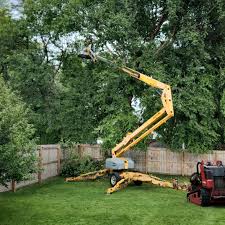 Best Tree Risk Assessment  in Cinco Ranch, TX