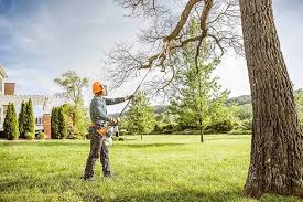 Best Tree Cabling and Bracing  in Cinco Ranch, TX
