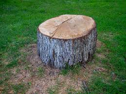 Best Storm Damage Tree Cleanup  in Cinco Ranch, TX