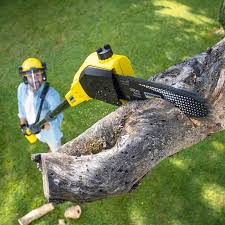 Best Organic Lawn Care Solutions  in Cinco Ranch, TX