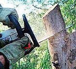 How Our Tree Care Process Works  in  Cinco Ranch, TX