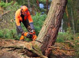 Best Hazardous Tree Removal  in Cinco Ranch, TX