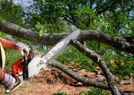Best Lawn Renovation and Restoration  in Cinco Ranch, TX