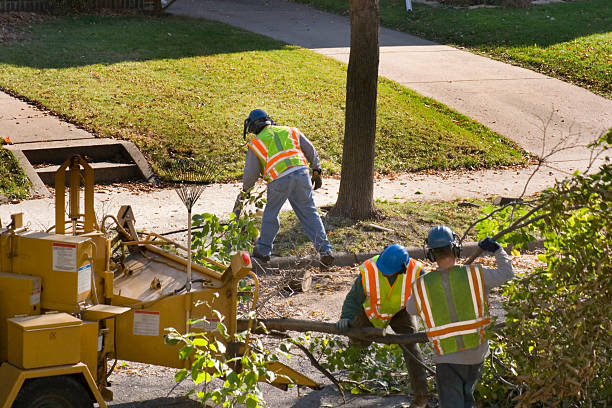 Best Tree Preservation Services  in Cinco Ranch, TX