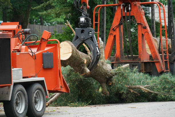 Best Tree and Shrub Care  in Cinco Ranch, TX