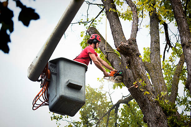 Best Tree Removal  in Cinco Ranch, TX