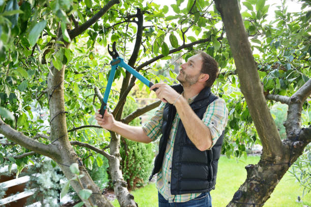 Best Fruit Tree Pruning  in Cinco Ranch, TX